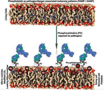 Antibodies Against Phosphorylcholine Among 60-Year-Olds: Clinical Role and Simulated Interactions